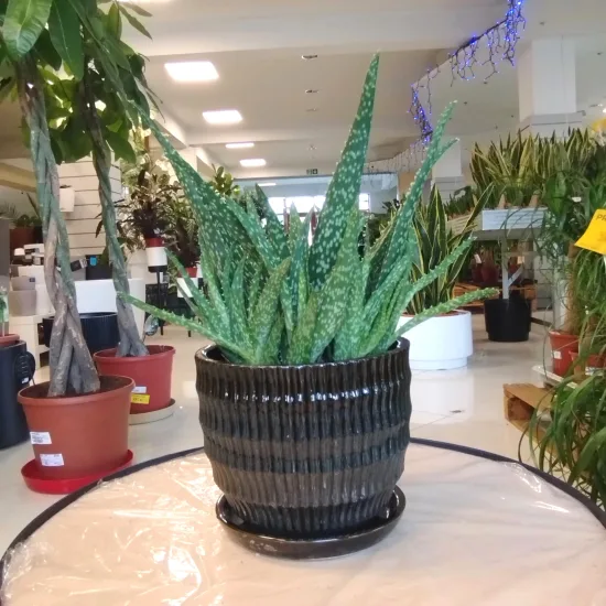 Aloes zwyczajny (Aloe vera barbadensis) 30 cm
