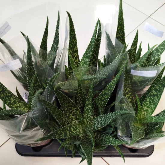 Aloes zwyczajny (Aloe vera barbadensis) 30 cm