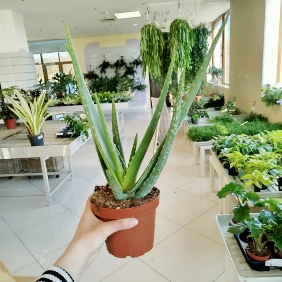 Aloes zwyczajny (Aloe barbadensis) 40cm