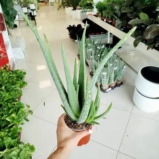 Aloes zwyczajny (Aloe vera barbadensis) 30cm Aloes zwyczajny (Aloe vera barbadensis) 30cm Aloes zwyczajny (Aloe vera barbadensis) 30cm Aloes zwyczajny (Aloe vera barbadensis) 30cm Aloes zwyczajny (Aloe vera barbadensis) 30cm Aloes zwyczajny (Aloe vera barbadensis) 30cm Aloes zwyczajny (Aloe vera barbadensis) 30cm Aloes zwyczajny (Aloe vera barbadensis) 30cm Aloes zwyczajny (Aloe vera barbadensis) 30cm Aloes zwyczajny (Aloe vera barbadensis) 30cm Aloes zwyczajny (Aloe vera barbadensis) 30cm Aloes zwyczajny (Aloe vera barbadensis) 30cm Aloes zwyczajny (Aloe vera barbadensis) 30cm Aloes zwyczajny (Aloe vera barbadensis) 30cm Aloes zwyczajny (Aloe vera barbadensis) 30cm Aloes zwyczajny (Aloe vera barbadensis) 30cm Aloes zwyczajny (Aloe vera barbadensis) 30cm Aloes zwyczajny (Aloe vera barbadensis) 30cm Aloes zwyczajny (Aloe vera barbadensis) 30cm Aloes zwyczajny (Aloe vera barbadensis) 30cm Aloes zwyczajny (Aloe vera barbadensis) 30cm Aloes zwyczajny (Aloe vera barbadensis) 30cm Aloes zwyczajny (Aloe vera barbadensis) 30cm Aloes zwyczajny (Aloe vera barbadensis) 45cm