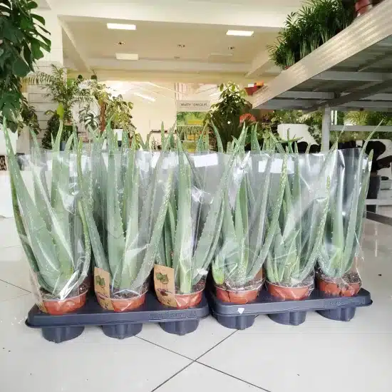 Aloes zwyczajny (Aloe vera barbadensis) 30cm Aloes zwyczajny (Aloe vera barbadensis) 30cm Aloes zwyczajny (Aloe vera barbadensis) 30cm Aloes zwyczajny (Aloe vera barbadensis) 30cm Aloes zwyczajny (Aloe vera barbadensis) 30cm Aloes zwyczajny (Aloe vera barbadensis) 30cm Aloes zwyczajny (Aloe vera barbadensis) 30cm Aloes zwyczajny (Aloe vera barbadensis) 30cm Aloes zwyczajny (Aloe vera barbadensis) 30cm Aloes zwyczajny (Aloe vera barbadensis) 30cm Aloes zwyczajny (Aloe vera barbadensis) 30cm Aloes zwyczajny (Aloe vera barbadensis) 30cm Aloes zwyczajny (Aloe vera barbadensis) 30cm Aloes zwyczajny (Aloe vera barbadensis) 30cm Aloes zwyczajny (Aloe vera barbadensis) 30cm Aloes zwyczajny (Aloe vera barbadensis) 30cm Aloes zwyczajny (Aloe vera barbadensis) 30cm Aloes zwyczajny (Aloe vera barbadensis) 30cm Aloes zwyczajny (Aloe vera barbadensis) 30cm Aloes zwyczajny (Aloe vera barbadensis) 30cm Aloes zwyczajny (Aloe vera barbadensis) 30cm Aloes zwyczajny (Aloe vera barbadensis) 30cm Aloes zwyczajny (Aloe vera barbadensis) 30cm Aloes zwyczajny (Aloe vera barbadensis) 45cm