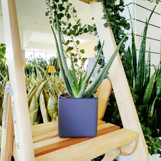 Aloes zwyczajny (Aloe barbadensis) 40cm