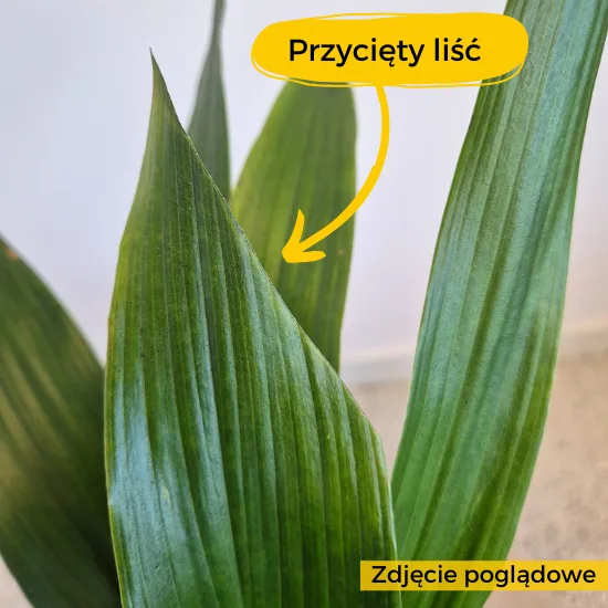 Aspidistra przycięty liść