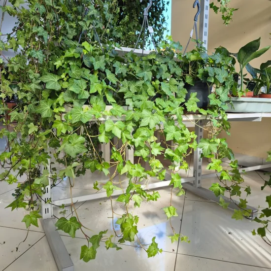Bluszcz pospolity (Hedera helix 'Brigitte’) 50cm