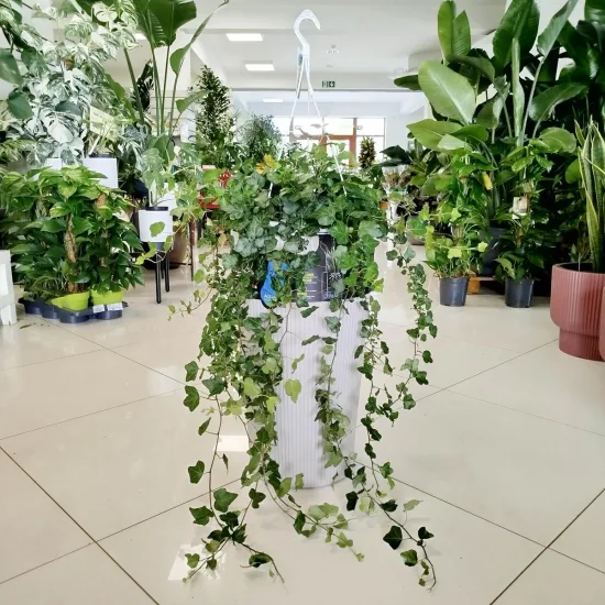 Bluszcz pospolity (Hedera helix 'Wonder’)