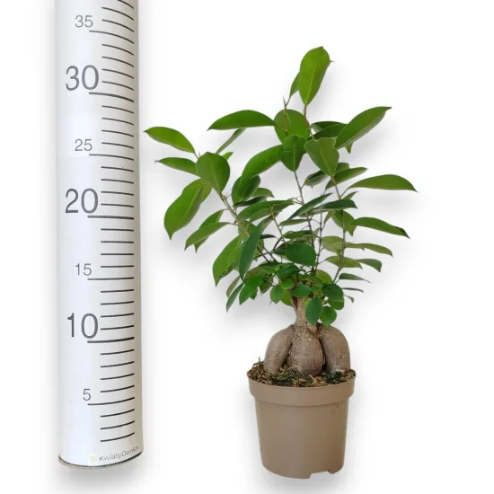 Fikus microcarpa (Ficus Microcarpa 'Ginseng') 30cm Fikus microcarpa (Ficus Microcarpa 'Ginseng') 30cm Fikus microcarpa (Ficus Microcarpa 'Ginseng') 30cm Fikus microcarpa (Ficus Microcarpa 'Ginseng') 30cm Fikus microcarpa (Ficus Microcarpa 'Ginseng') 30cm Fikus microcarpa (Ficus Microcarpa 'Ginseng') 30cm Fikus microcarpa (Ficus Microcarpa 'Ginseng') 30cm Fikus microcarpa (Ficus Microcarpa 'Ginseng') 30cm Fikus microcarpa (Ficus Microcarpa 'Ginseng') 30cm Fikus microcarpa (Ficus Microcarpa 'Ginseng') 30cm Fikus microcarpa (Ficus Microcarpa 'Ginseng') 30cm Fikus microcarpa (Ficus Microcarpa 'Ginseng') 30cm Fikus microcarpa (Ficus Microcarpa 'Ginseng') 30cm Fikus microcarpa (Ficus Microcarpa 'Ginseng') 30cm Fikus microcarpa (Ficus Microcarpa 'Ginseng') 30cm Fikus microcarpa (Ficus Microcarpa 'Ginseng') 30cm Fikus microcarpa (Ficus Microcarpa 'Ginseng') 30cm Fikus microcarpa (Ficus Microcarpa 'Ginseng') 30cm Fikus microcarpa (Ficus Microcarpa 'Ginseng') 30cm Fikus microcarpa (Ficus Microcarpa 'Ginseng') 30cm Fikus microcarpa (Ficus Microcarpa 'Ginseng') 30cm Fikus microcarpa (Ficus Microcarpa 'Ginseng') 30cm Fikus microcarpa (Ficus Microcarpa 'Ginseng') 30cm Fikus microcarpa (Ficus Microcarpa 'Ginseng') 30cm Fikus microcarpa (Ficus Microcarpa 'Ginseng') 30cm Fikus microcarpa (Ficus Microcarpa 'Ginseng') 30cm Fikus microcarpa (Ficus Microcarpa 'Ginseng') 30cm Fikus microcarpa (Ficus Microcarpa 'Ginseng') 30cm Fikus microcarpa (Ficus Microcarpa 'Ginseng') 30cm Fikus microcarpa (Ficus Microcarpa 'Ginseng') 30cm Fikus microcarpa (Ficus Microcarpa 'Ginseng') 30cm Fikus microcarpa (Ficus Microcarpa 'Ginseng') 30cm Fikus microcarpa (Ficus Microcarpa 'Ginseng') 30cm Fikus microcarpa (Ficus Microcarpa 'Ginseng') 30cm Fikus microcarpa (Ficus Microcarpa 'Ginseng') 30cm Fikus microcarpa (Ficus Microcarpa 'Ginseng’)