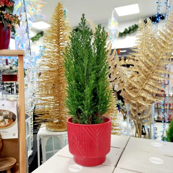 Cyprysik (Cupressus Lawsona 'Ellwoodii') mini choinka 40-45cm