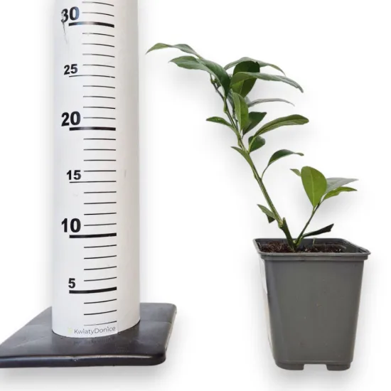 Cytryna Meyera (Citrus limon 'Meyer’) 25cm