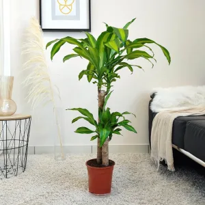 Dracena wonna (Dracaena fragrans 'Massangeana') 95-105cm