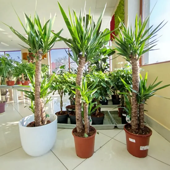 Juka gwatemalska, stopasłonia (Yucca elephantipes)