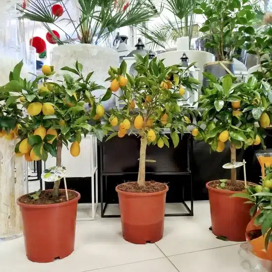 Limkwat, drzewko cytrusowe (Citrofortunella floridana)
