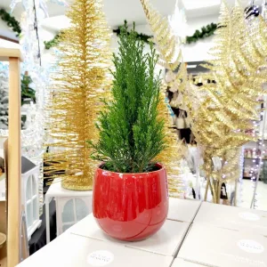 Cyprysik ( Cupressus Lawsona 'Ellwoodii') mini choinka 30-35cm