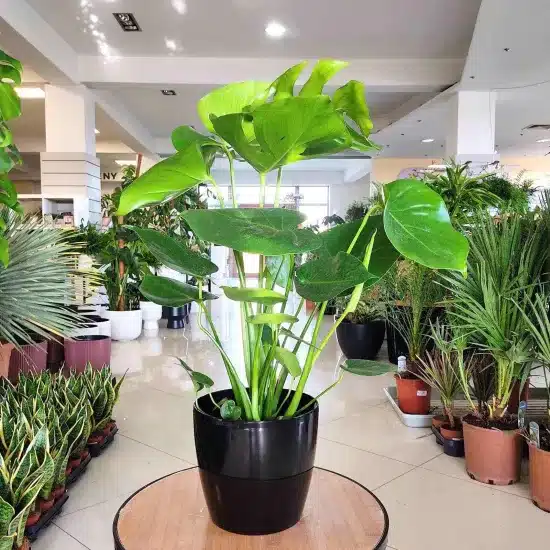 Monstera deliciosa dziurawa liście 60cm