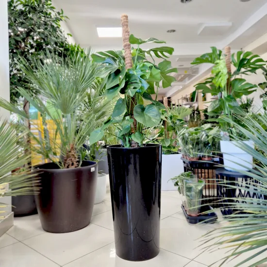 Monstera dziurawa (Monstera deliciosa)