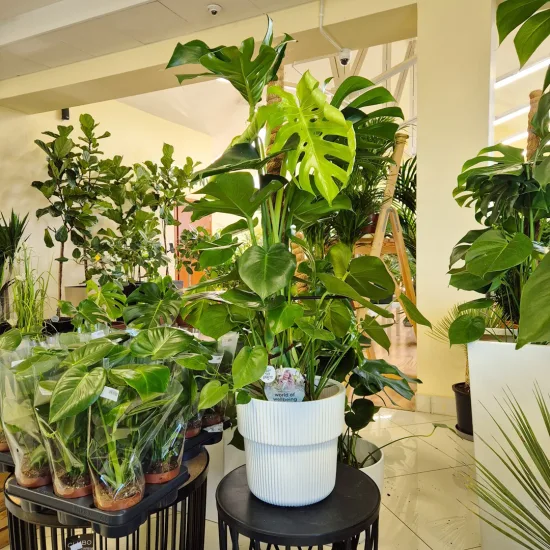 Monstera dziurawa (Monstera deliciosa)