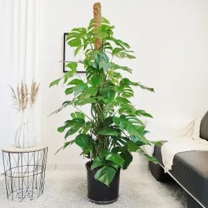 Monstera dziurawa (Monstera deliciosa) 160-170cm