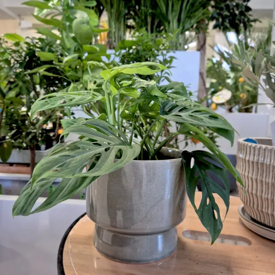 Monstera monkey mask (obliqua Leichtlinii)
