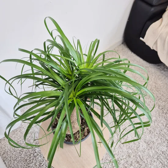 Nolina stopa słonia ( Nolina recurvata)