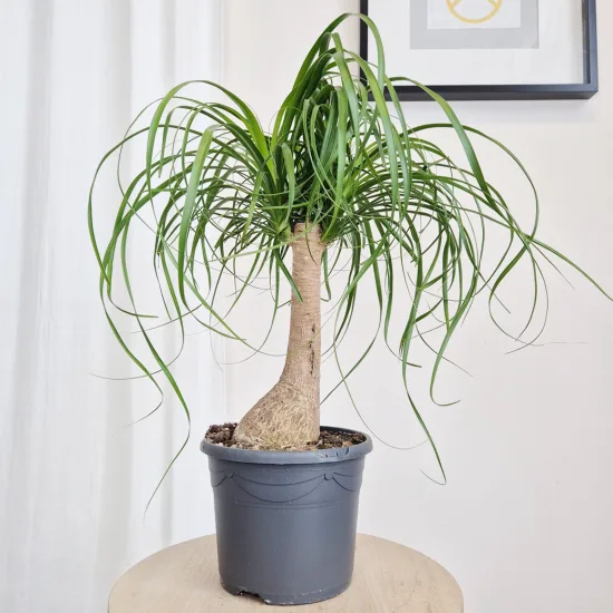 Nolina stopa słonia ( Nolina recurvata)