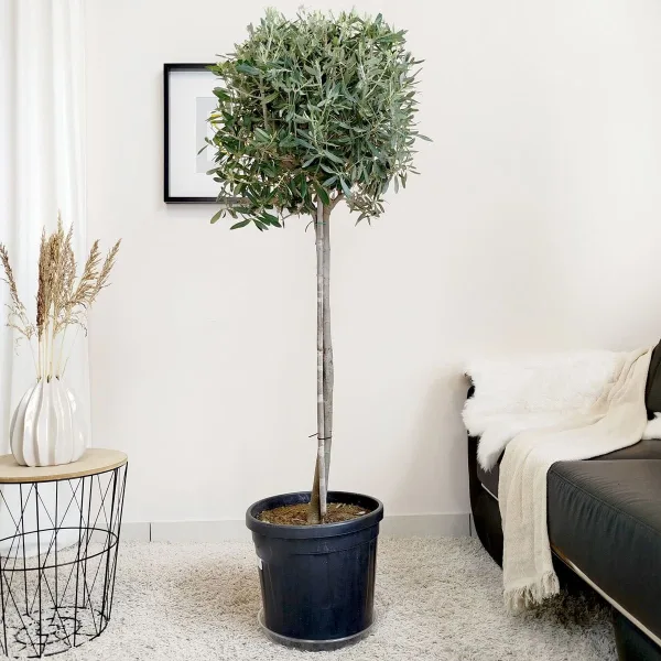 Oliwka europejska (Olea europaea) 150-160cm