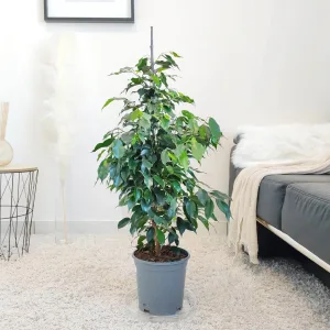 Fikus beniamiński (Ficus benjamina 'Danielle') 90-100cm