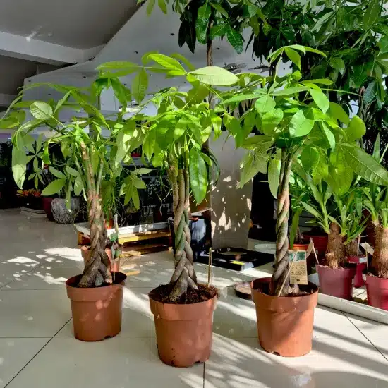 Pachira wodna (Pachira aquatica)