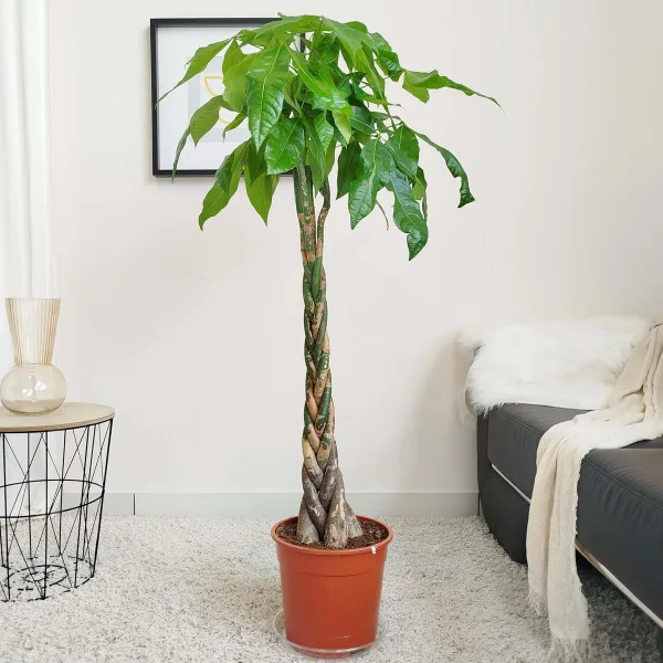Pachira wodna (Pachira aquatica) 150-160cm