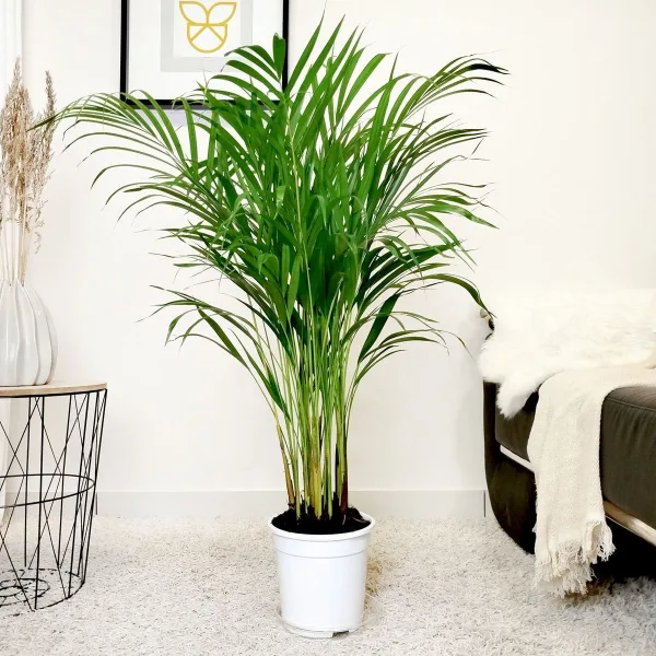 Palma Areka (Areca Dypsis) 100-110cm