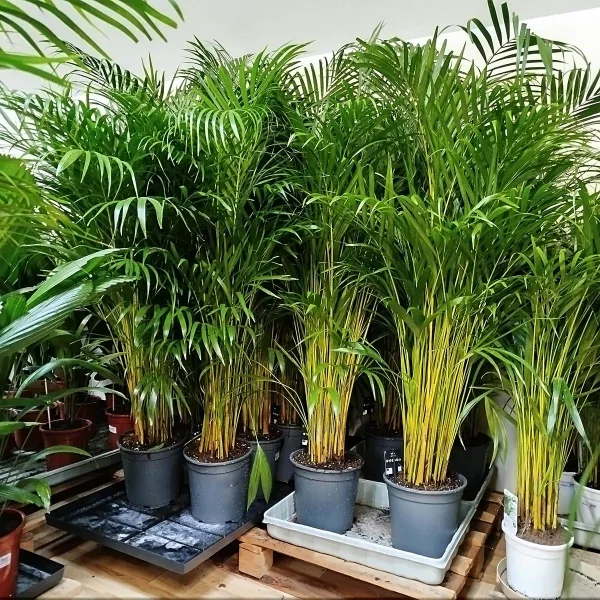 Palma Areka (Areca Dypsis) 130-140cm