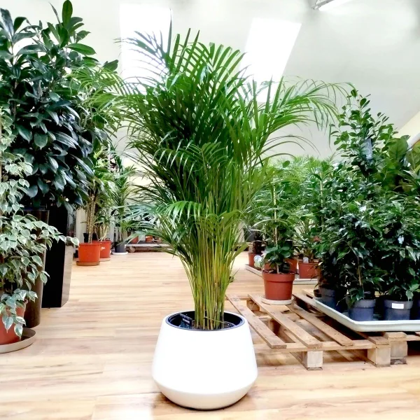 Palma Areka (Areca Dypsis) 130-140cm