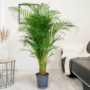 Palma Areka (Areca Dypsis) 130-140cm