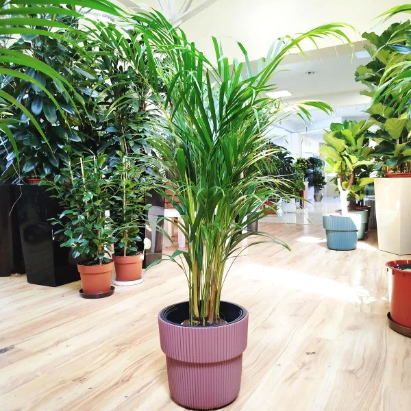 Palma Areka (Areca Dypsis) 100-110cm