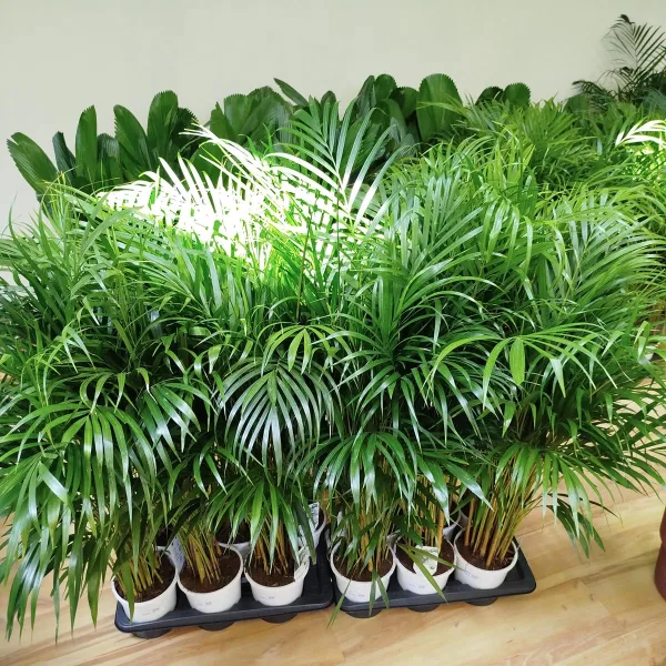 Palma Areka (Areca Dypsis) 100-110cm