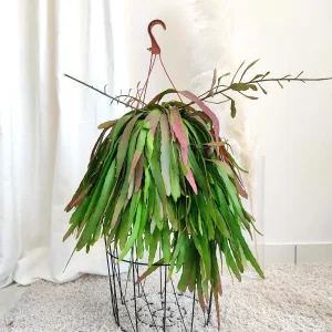 Patyczak, ripsalis (Rhipsalis Ramulosa 'Red Coral') 60-65cm