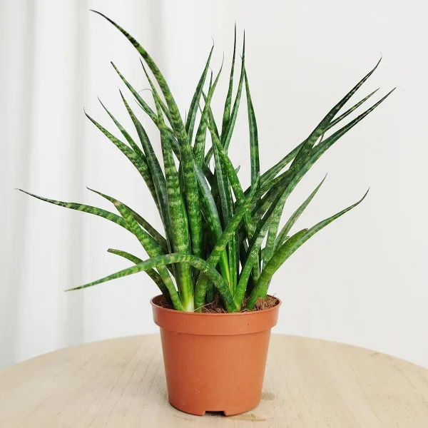 Sansewieria (Sansevieria ‘Fernwood’) 25-30cm