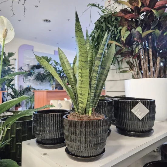 Sansewieria-gwinejska-Sansevieria-trifasciata-Zelenica-50cm