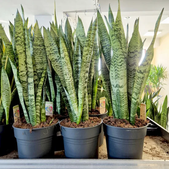 Sansewieria gwinejska (Sansevieria trifasciata 'Zelenica’)