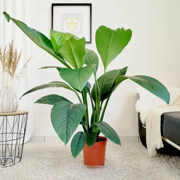 Skrzydłokwiat (Spatiphyllum 'Sensation') 120-130cm