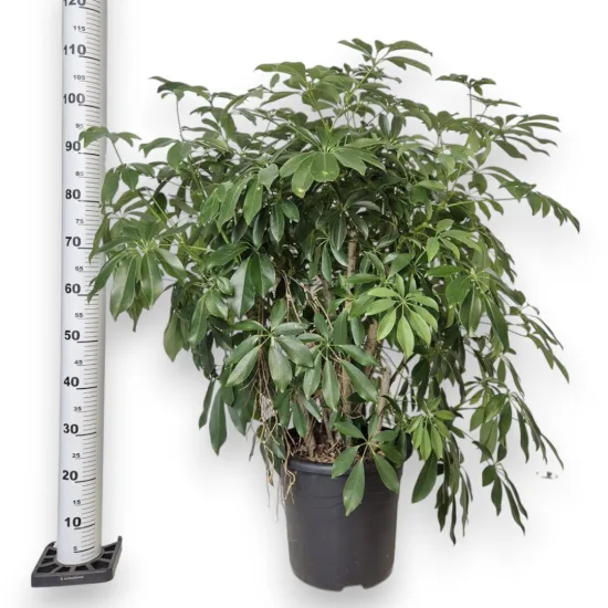 Szeflera drzewkowata (Schefflera arbolicora 'Compacta’)