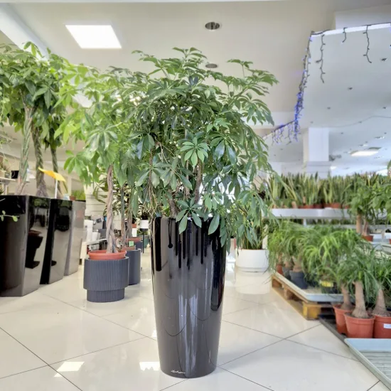 Szeflera drzewkowata (Schefflera arbolicora 'Compacta’)