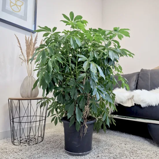 Szeflera drzewkowata (Schefflera arbolicora 'Compacta’)