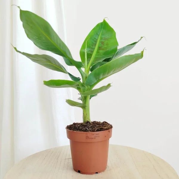 Bananowiec (Musa Tropicana) 35-40cm