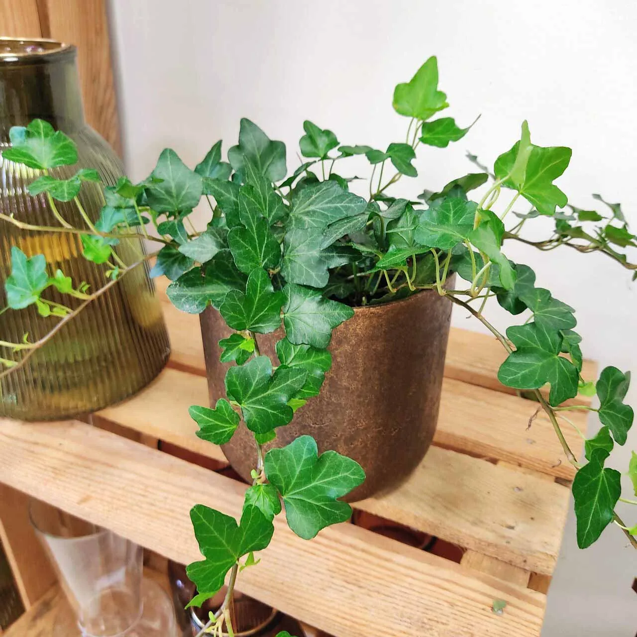 Bluszcz pospolity (Hedera helix 'Wonder’)