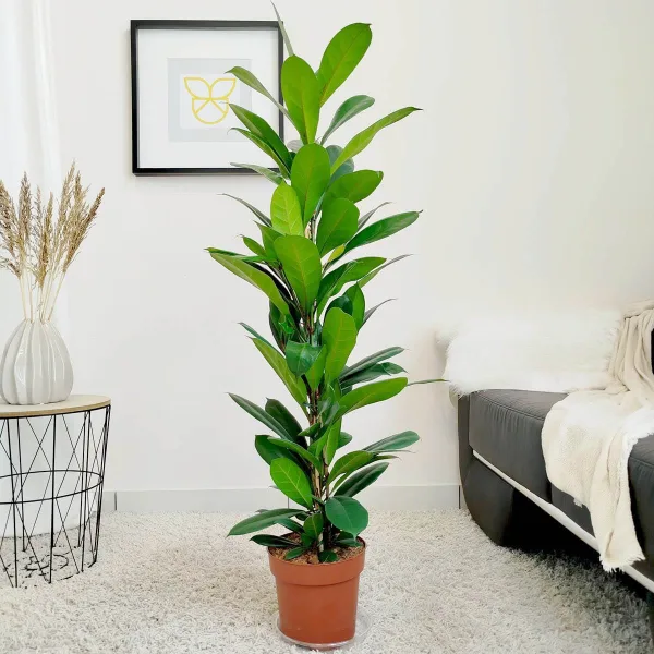 Fikus (Ficus 'Cyathistipula') 115-125cm