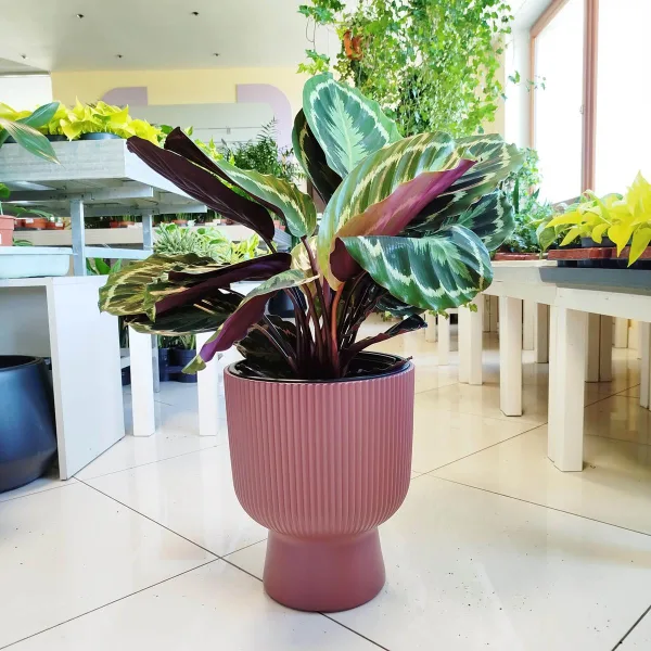 Kalatea (Calathea roseopicta 'Medallion') 55-65cm