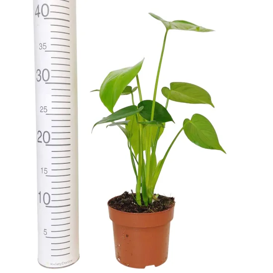 Monstera dziurawa (Monstera deliciosa)