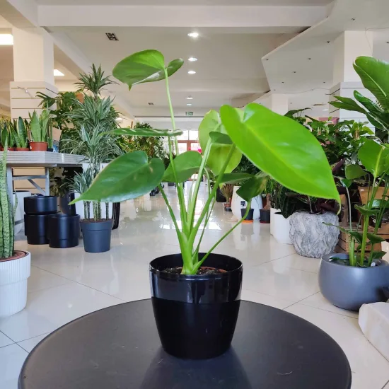 Monstera dziurawa (Monstera deliciosa)