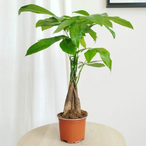 Pachira wodna (Pachira aquatica) 40-45cm