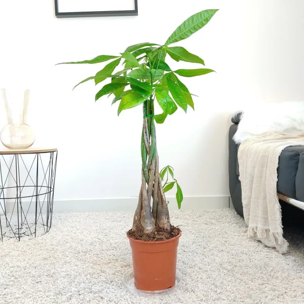 Pachira wodna (Pachira aquatica) 70-80cm