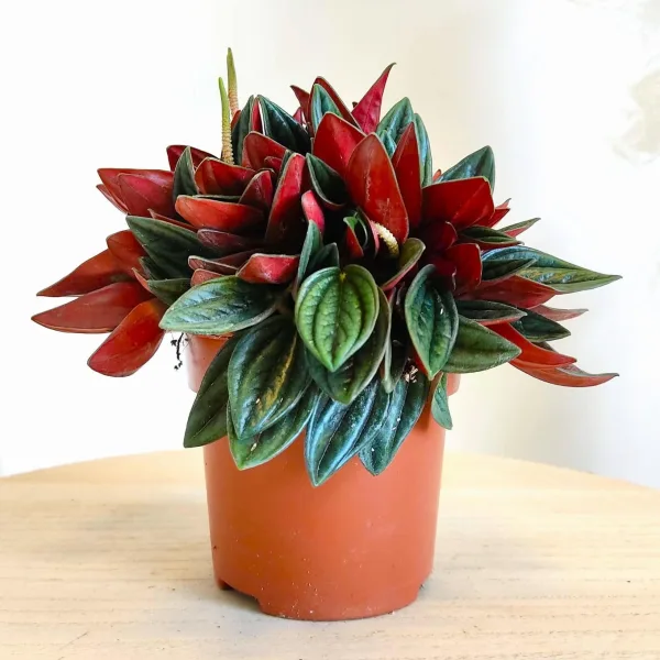 Peperomia kędzierzawa (Peperomia 'Rosso') 15-20cm